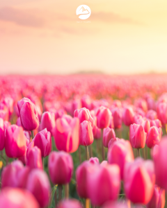 "Весенняя экскурсия: дворец Пусловских и тюльпановые поля» 